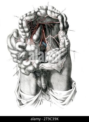 Menschliche Anatomie, Medizin, das Kreislaufsystem, Blutkreislauf: Sektion des Abdomens mit Darstellung des Dickdarms und der Arterien und Venen in Rot und Blau. Kolorierte Lithographie von J. Maclise, 1841/1844. Erstellt 1841/1844, Historisch, digital restaurierte Reproduktion von einer Vorlage aus dem 19. Jahrhundert / Humananatomie, Medizin, Kreislaufsystem, Durchblutung: Abschnitt des Abdomens mit Darstellung des Dickdarms und der Arterien und Venen in Rot und Blau. Farblithographie von J. Maclise, 1841/1844. Erstellt 1841/1844, historisch, digital restauriert reproduziert Stockfoto