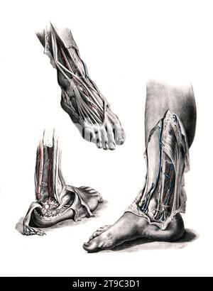 Medizin, menschliche Anatomie, das Kreislaufsystem, Blutkreislauf: Schnitte des Fußes, des Unterschenkels und des Knöchels, mit Arterien und Venen in rot und blau dargestellt. Kolorierte Lithographie von J. Maclise, 1841/1844, Historisch, digital restaurierte Reproduktion von einer Vorlage aus dem 19. Jahrhundert / Medizin, menschliche Anatomie, Kreislaufsystem, Durchblutung: Abschnitte des Fußes, Unterschenkels und Knöchel mit rot und blau dargestellten Arterien und Venen. Farbige Lithographie von J. Maclise, 1841/1844, historisch, digital restaurierte Reproduktion eines Originals aus dem 19. Jahrhundert Stockfoto