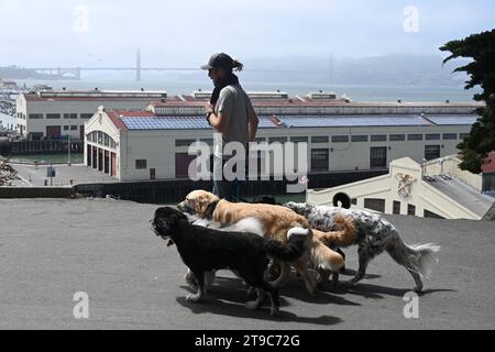 San Francisco, CA, USA - 27. Juli 2023: Ein Mann geht mit den Hunden in San Francisco. Stockfoto