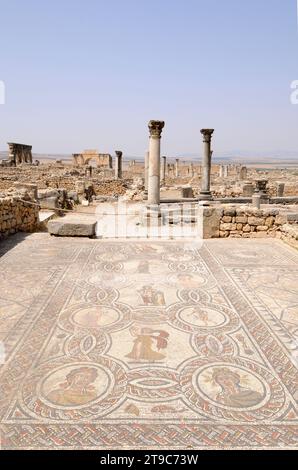 Volubilis, Berberstadt und römische Stadt (vom 3. Jahrhundert v. Chr. bis 11. Jahrhundert n. Chr.), Weltkulturerbe. Haus der Heldentaten des Herkules mit Mosaik des Fo Stockfoto