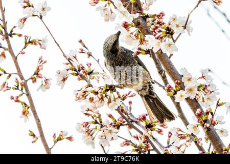 Japanischer Braunohriger Bulbul, Hypsipetes amaurotis, der im Frühling auf einem kleinen Zweig einer Kirschblüte thront. Stockfoto