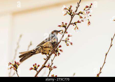 Japanischer braunohriger Bulbul, Hypsipetes amaurotis, der im Frühling auf einem kleinen Zweig einer Kirschblüte thront. Stockfoto