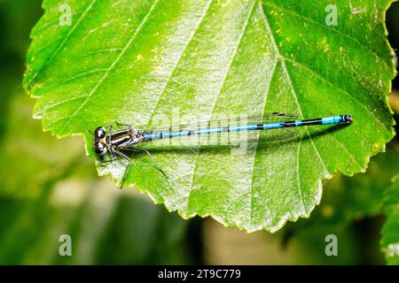 Nahaufnahme von oben von einer erwachsenen männlichen Azura-Damselfliege, die auf einem breiten grünen Blatt thront. Markanter blauer und schwarzer Körper. Coenagrion puella. Stockfoto