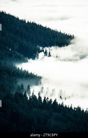 Ein Blick von oben in die tschechischen Berge offenbart Wälder, die in Nebel gehüllt sind, der Nebel steigt stetig durch die Bäume und schafft eine geheimnisvolle Landschaft. Stockfoto