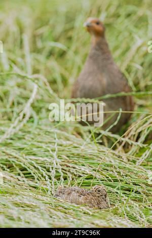 Juvenile graue Rebhühner (Perdix perdix), bewacht von einem Elternteil Stockfoto