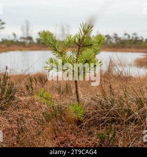 Inmitten des Herbstsumpfes steht ein einsamer Baum, der von gefrorenen Seen gespiegelt wird, ein bezaubernder Anblick des jahreszeitlichen Übergangs. Stockfoto