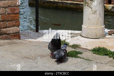 Städtesuchende: Zwei Tauben erkunden anmutig den Steinboden, ihre scharfen Augen suchen nach Leckerbissen, während sie der Zeit einen Hauch von urbanem Charme verleihen Stockfoto