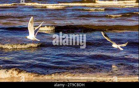 Gelassenheit im Flug: Zwei Möwen schweben anmutig über die endlose Weite des Meeres, um die Freiheit des offenen Himmels zu genießen. Stockfoto