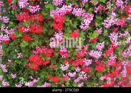 Hintergrund mit roten und rosafarbenen Geranienblüten Stockfoto