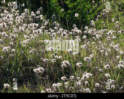 Das Feld der Lagurus ovatus-Blüten bei hellem Tageslicht, Bunnytail-Pflanze Stockfoto