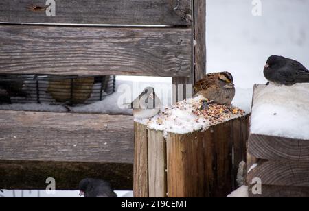 Vogelsamen und Nüsse auf einem schneebedeckten Holzblock locken eine Gruppe hungriger Vögel an. Der Tag war düster und das Fotografieren durch ein Glasfenster fügt hinzu Stockfoto