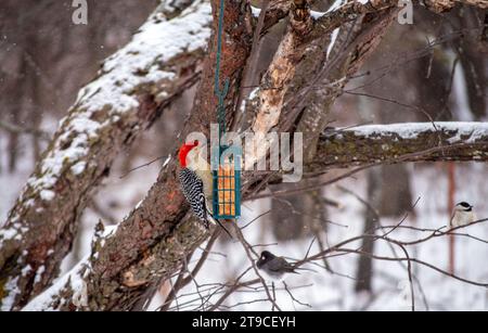 Ein bunter Rotbauchspecht hat sich vom Wald zu einem Futterhaus im Hinterhof gewagt, um an einem kalten Wintertag in Missouri einen Suetkuchen zu genießen. Bokeh. Stockfoto