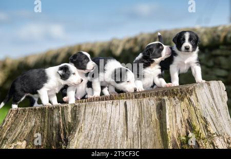 Littter von 5 Wochen alten Border Collie Welpen spielen auf einem Bauernfeld. Cumbria, Großbritannien. Stockfoto