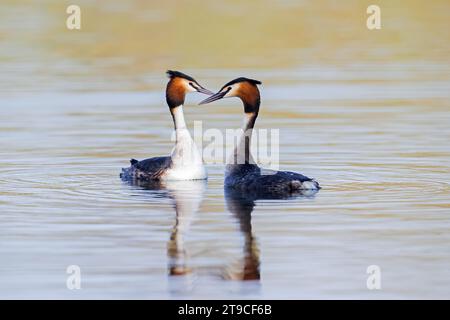 Riesenkammmuschel (Podiceps cristatus) Paar in Zucht Gefieder, das während des Paarungsrituals im See/Teich im Frühjahr durch Kopfschütteln gezeigt wird Stockfoto