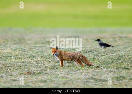 Einsamer Rotfuchs (Vulpes vulpes) auf der Jagd auf frisch gemähter Wiese/geschnittenem Grasland, gefolgt von Kapuzenkrähe (Corvus cornix) im Sommer Stockfoto