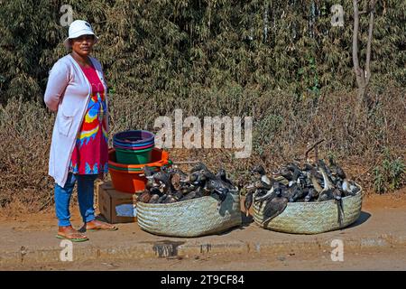 Madagassische Frau verkauft lebende Enten in Körben entlang der Straße in der Nähe von Antsirabe, Vakinankaratra Region, Central Highlands, Madagaskar, Afrika Stockfoto