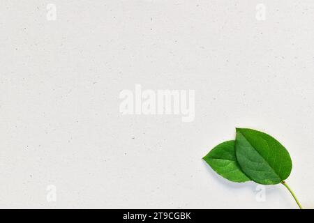 Recyceltes gesprenkeltes Papier Texturhintergrund mit grünem Blatt, Grußkarte mit Kopierraum, ökologisches Konzept. Stockfoto
