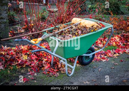 Die bunten Herbstblätter im Garten mit einem Rechen abräumen und in einer Schubkarre sammeln, Niederlande Stockfoto