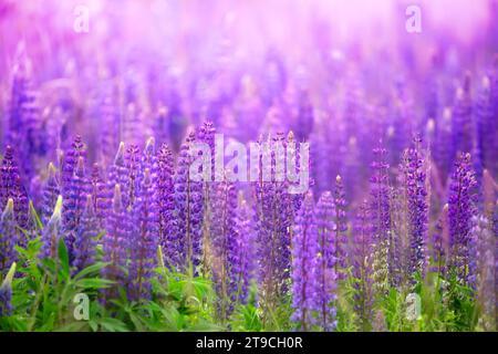 Lupin Bliss: Tanzt in einem Meer aus violetten Blüten Stockfoto