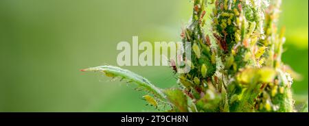 Die Komplexität der Natur: Nahaufnahme des Rosenknotenbefalls Stockfoto