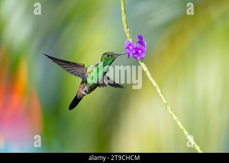 Leuchtend grüner Kolibri mit Kupfergestrüpp, Amazilia Tobaci, ernährt sich von einer violetten Blume, während sie mit gespreizten Flügeln fliegen Stockfoto