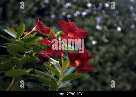 Dipladenie in Blüte aus nächster Nähe gesehen Stockfoto