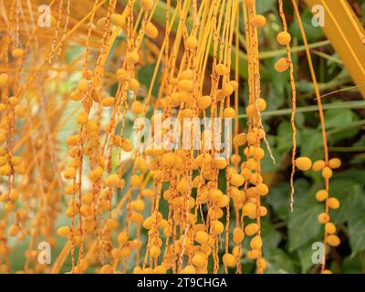 Pindo Gelee Palme gelbe Früchte. Nahaufnahme. (Butia capitata) Stockfoto