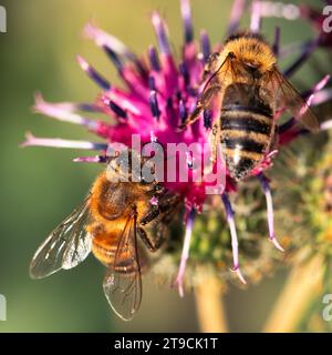 Bee Serenity: Aus nächster Nähe und persönlich mit Bestäubung auf einer Klettblume Stockfoto