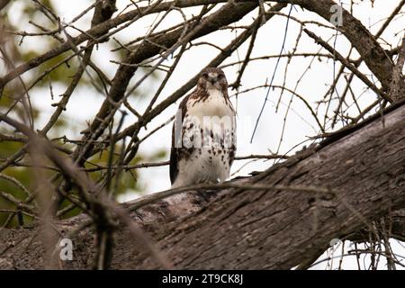 Rotschwanzfalke, der am frühen Abend auf einem großen Ast thront. Stockfoto