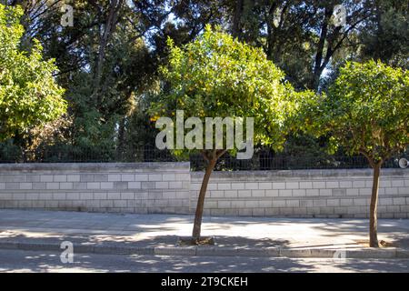 Orangenbäume säumen eine Straße im Zentrum von Athen, Griechenland Stockfoto