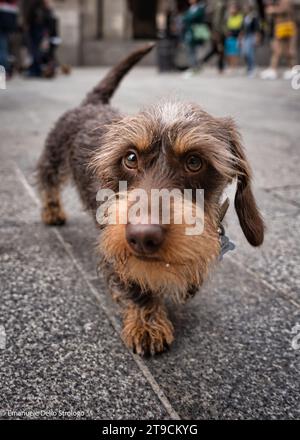 Ein Nachmittag in Mailand mit Dutzenden wunderbarer und sehr netter Dachshund Hunde Stockfoto