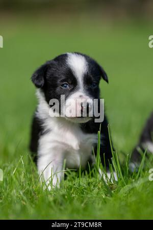 Littter von 5 Wochen alten Border Collie Welpen spielen auf einem Bauernfeld. Cumbria, Großbritannien. Stockfoto