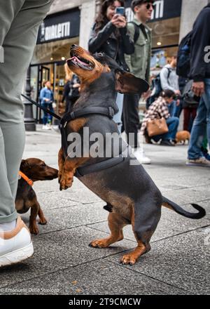 Ein Nachmittag in Mailand mit Dutzenden wunderbarer und sehr netter Dachshund Hunde Stockfoto