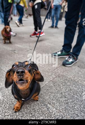 Ein Nachmittag in Mailand mit Dutzenden wunderbarer und sehr netter Dachshund Hunde Stockfoto