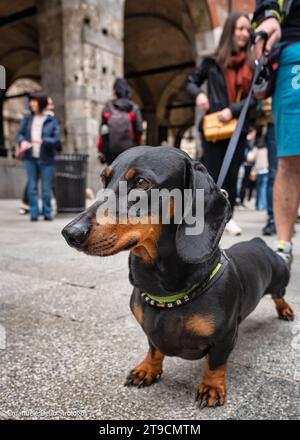 Ein Nachmittag in Mailand mit Dutzenden wunderbarer und sehr netter Dachshund Hunde Stockfoto