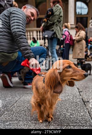 Ein Nachmittag in Mailand mit Dutzenden wunderbarer und sehr netter Dachshund Hunde Stockfoto