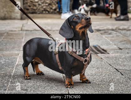 Ein Nachmittag in Mailand mit Dutzenden wunderbarer und sehr netter Dachshund Hunde Stockfoto