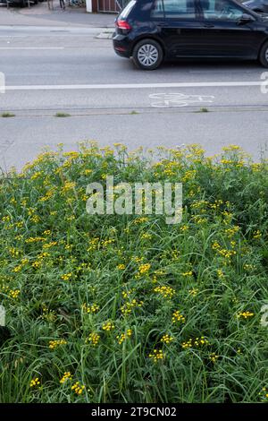 Rainfarn, in einer Stadt, Rain-Farn, Wurmkraut, Tanacetum vulgare, syn. Chrysantheme vulgare, Rainfarbe, rainfarbe, Bitterknöpfe, Kuhbitter, golden Stockfoto