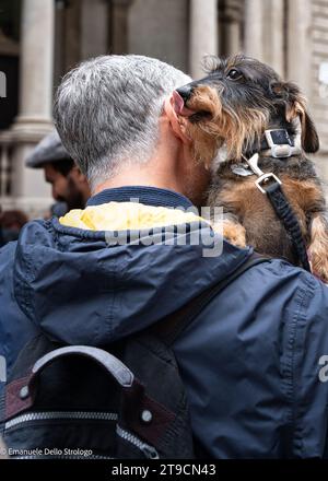 Ein Nachmittag in Mailand mit Dutzenden wunderbarer und sehr netter Dachshund Hunde Stockfoto