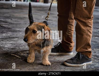 Ein Nachmittag in Mailand mit Dutzenden wunderbarer und sehr netter Dachshund Hunde Stockfoto