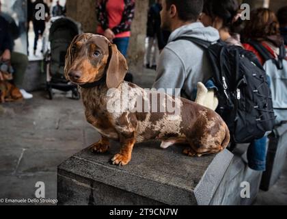 Ein Nachmittag in Mailand mit Dutzenden wunderbarer und sehr netter Dachshund Hunde Stockfoto