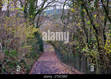 Enge Landstraße bedeckt mit Herbstlaub gesäumt von Zaunbäumen und bewachsener Hecke im November Carmarthenshire Wales UK 2023 KATHY DEWITT Stockfoto