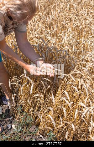 Ein Agronomist hält und untersucht Ohren von reifem Weizen auf dem Feld. Ernte. Stockfoto