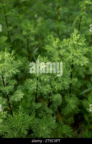 Anthemis arvensis Frischpflanzen Stockfoto