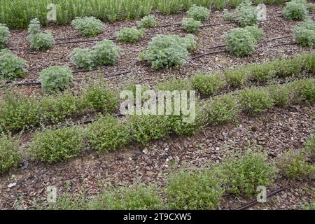 Aromatische Pflanzen in einem Ziergarten Stockfoto