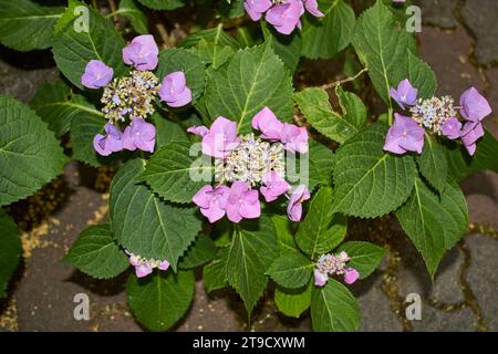 Hortensie macrophylla rosa und blaue Blütenstände Stockfoto