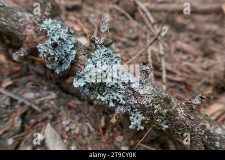 Hypogymnia physodes Flechten aus nächster Nähe Stockfoto