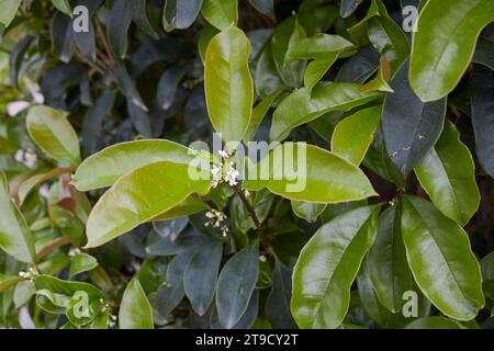 Osmanthus duftet Sträucher in Blüte Stockfoto