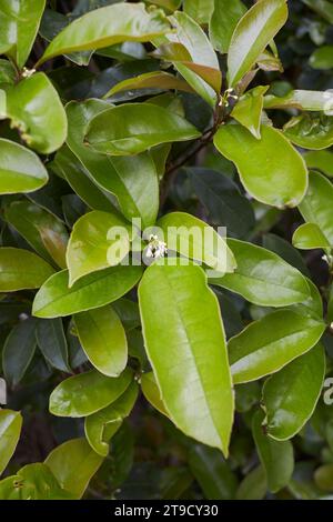 Osmanthus duftet Sträucher in Blüte Stockfoto