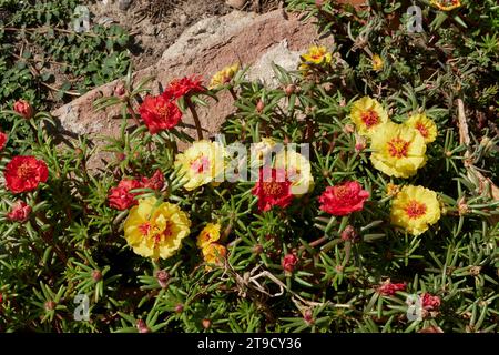 Portulaca grandiflora farbenfrohe Blumen Stockfoto
